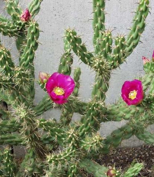 Cylindroopuntia imbricata